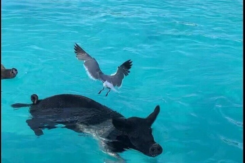 Pigs DO Swim!! Awesome times with family and friends. 