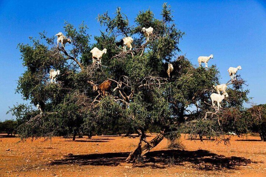 Essaouira Guided Day Trip from Agadir