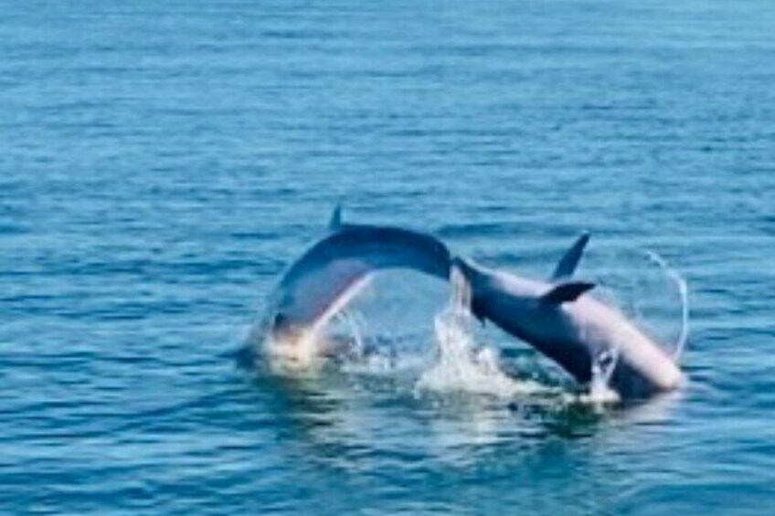 Dolphin playing