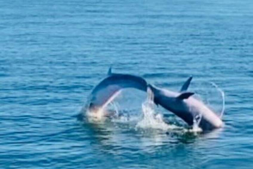 Dolphin playing
