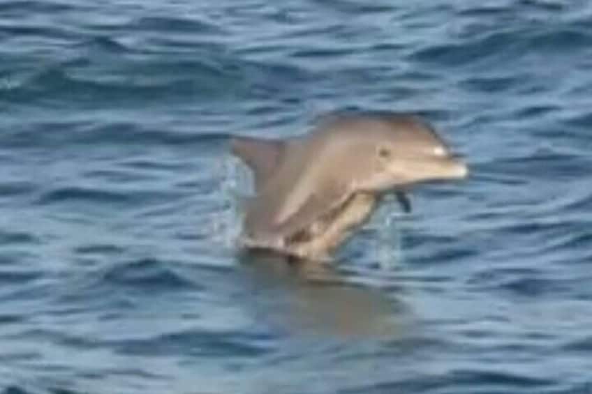 Momma and baby tucked under the momma dolphin