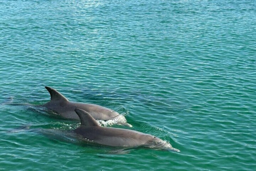 Dolphin swimming in a pod