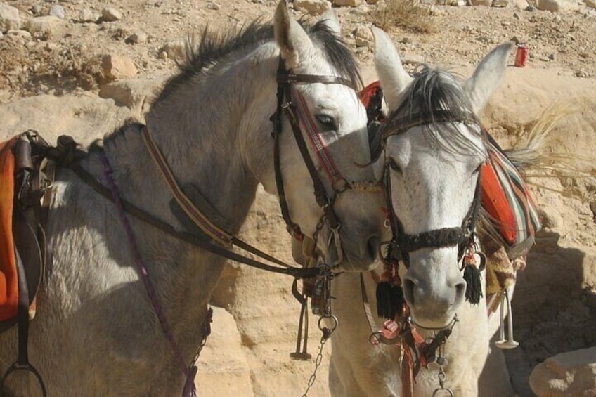 Full Day tour to Jericho and Dead Sea from Jerusalem