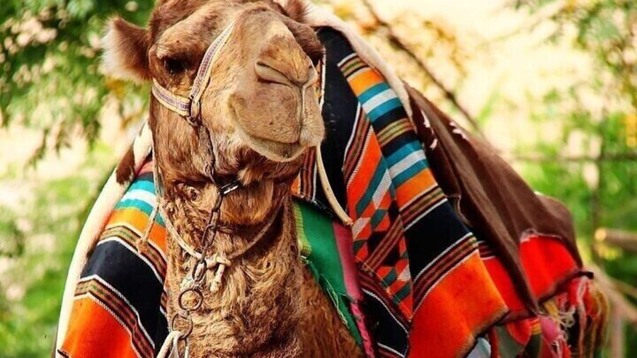 camel