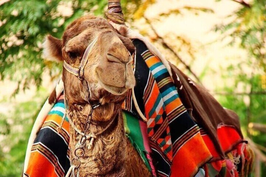 camel 
