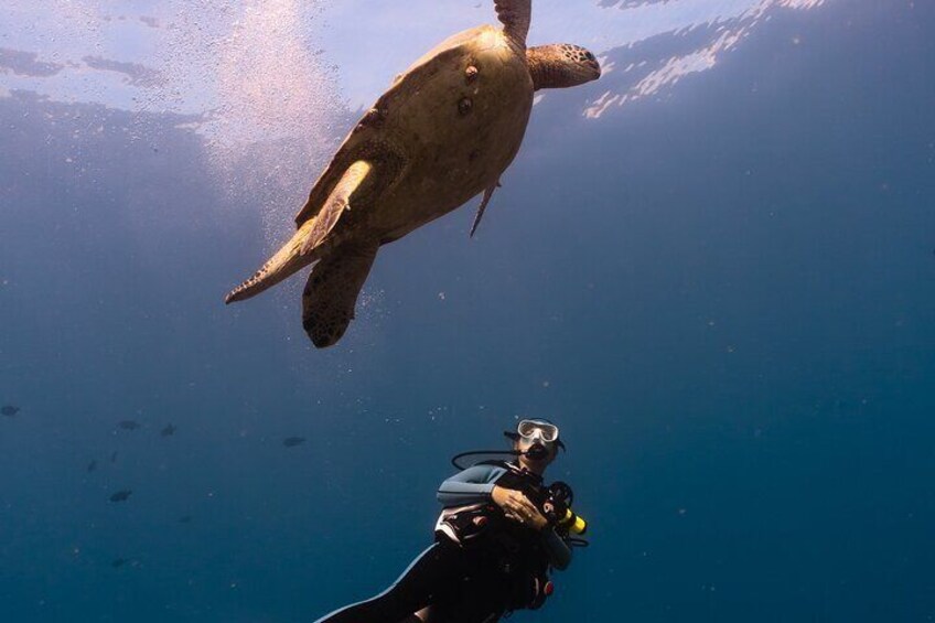 Spot sea turtles from every angle! This Electric Beach dive is perfect for beginners and photographers, with easy conditions and wildlife encounters.