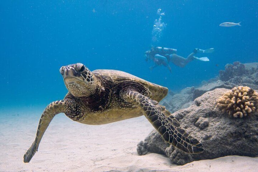 Swim with Hawaiian Green Sea Turtles at Electric Beach! This beginner-friendly shore dive features clear water, colorful reefs, and private scuba tours guided by Lokahi Scuba.