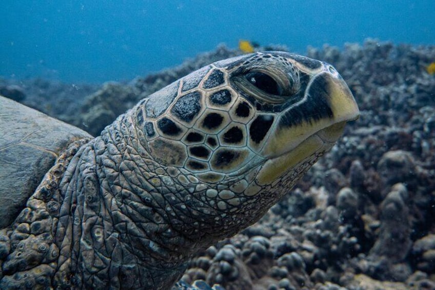 Get face-to-face with Hawaii’s iconic sea turtles on our guided Electric Beach dives. Enjoy calm waters, rich marine life, and a relaxing pace.