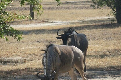 使用 Rhino Safari Game Drive 展開難忘的冒險