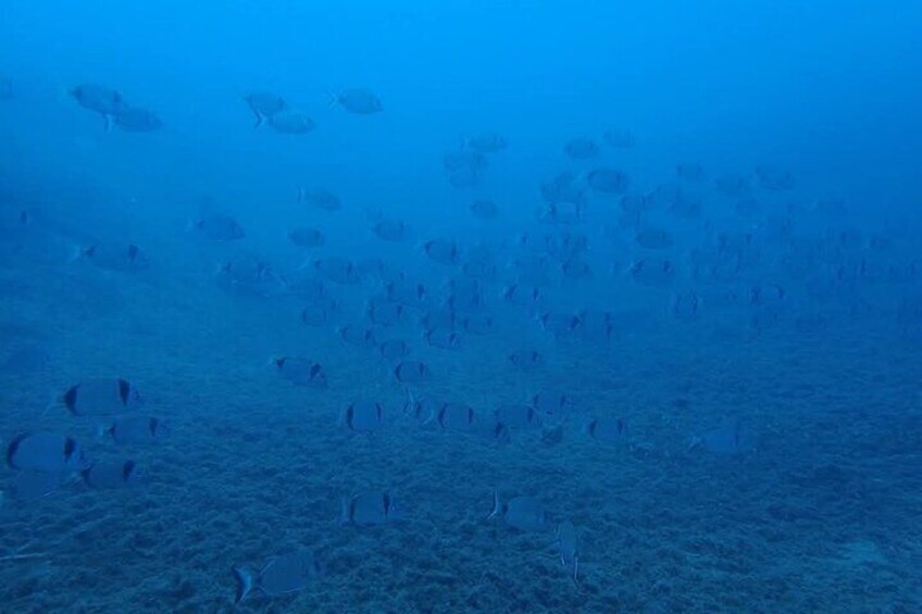 Scuba Diving Adventure for Certified Divers in Chania Crete