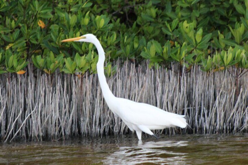 White heron