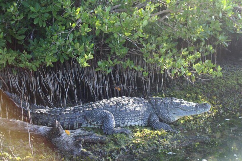Crocodile