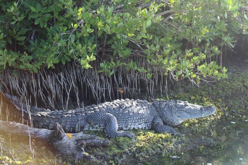 Crocodile