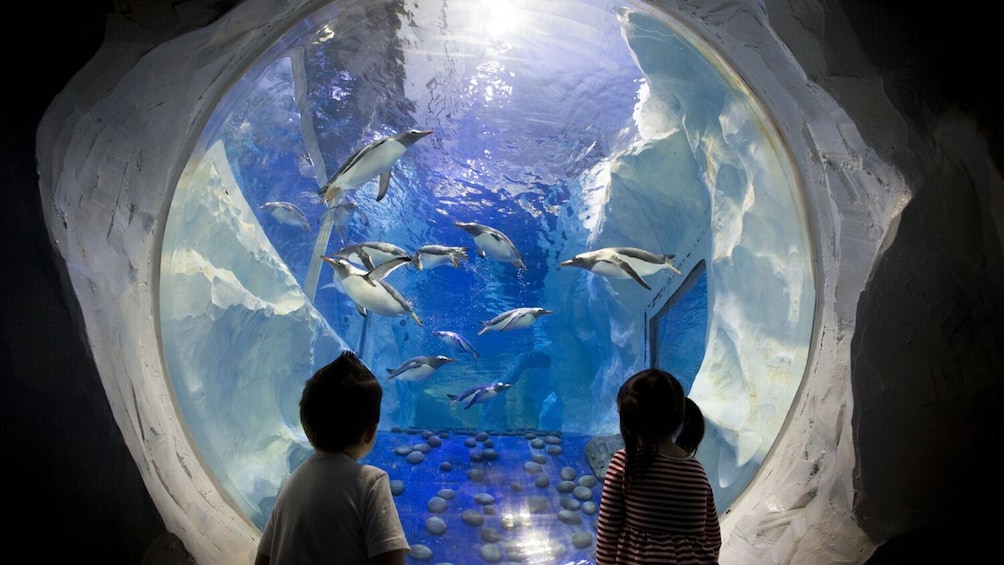 SEA LIFE Birmingham + LEGOLAND Discovery Centre Birmingham + Cadbury World