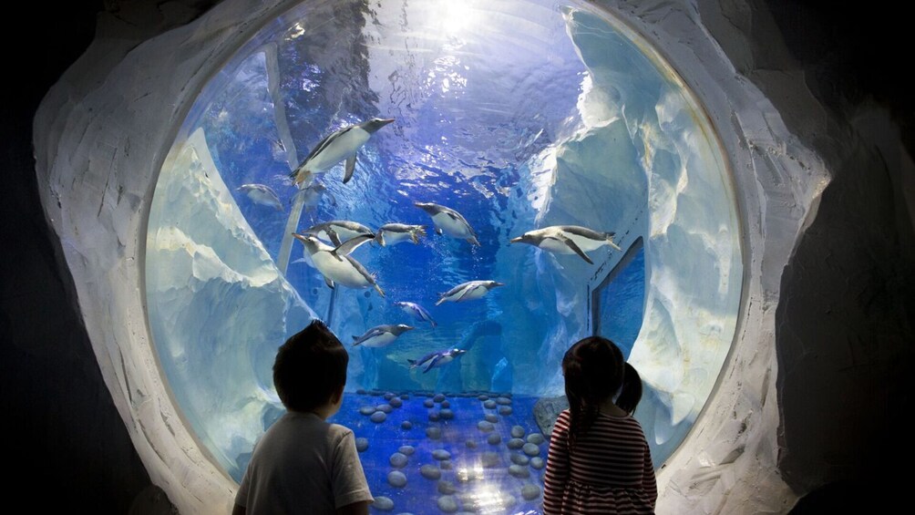 SEA LIFE Birmingham + Warwick Castle + Cadbury World