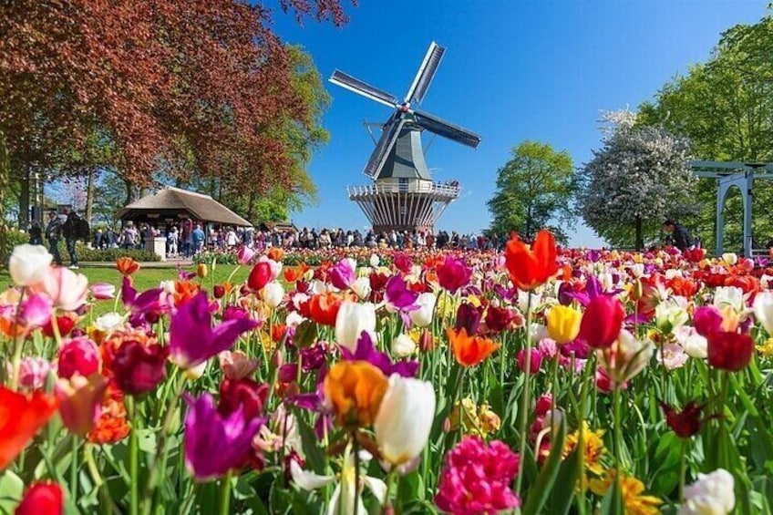 Ticket Keukenhof: Entry + Roundtrip Shuttle Bus from Amsterdam