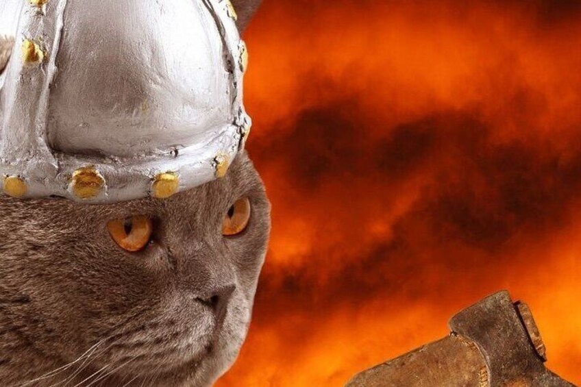 An Icelandic Viking Cat