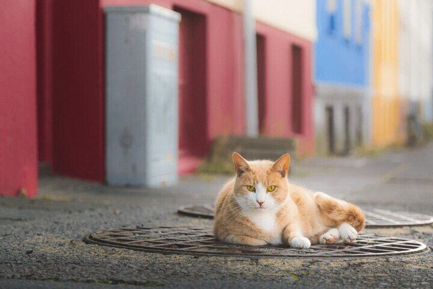 A downtown Reykjavik Cat