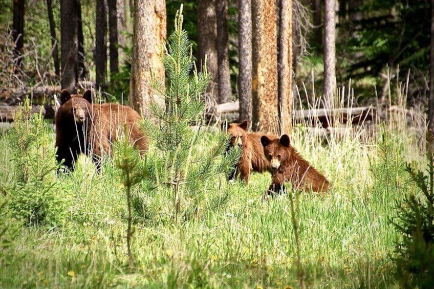 Banff & The Icefields Parkway | Small Group Active Full Day Adventure Tour