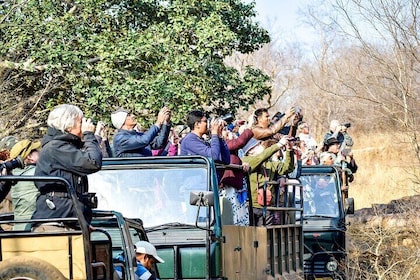 Sure Shot Tiger Viewing: Half-Day Panna National Park Jeep Safari