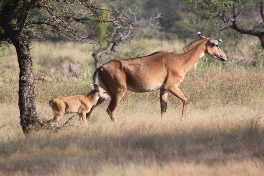 Deer in Panna National Park.