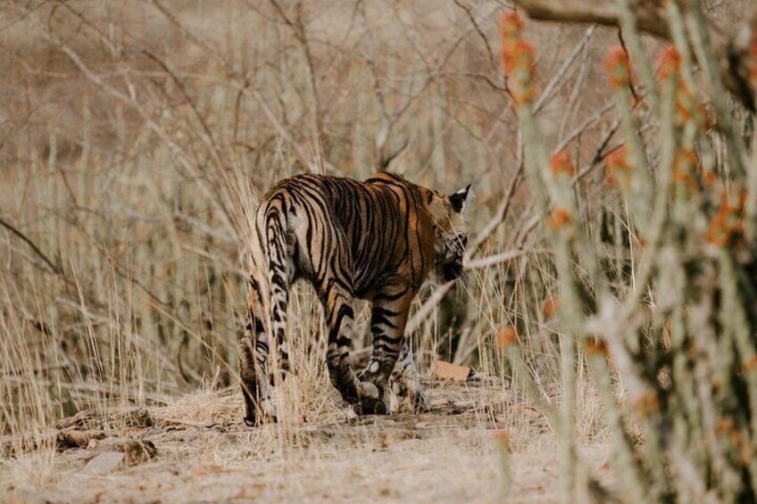 Tiger is walking in Panna National Park.