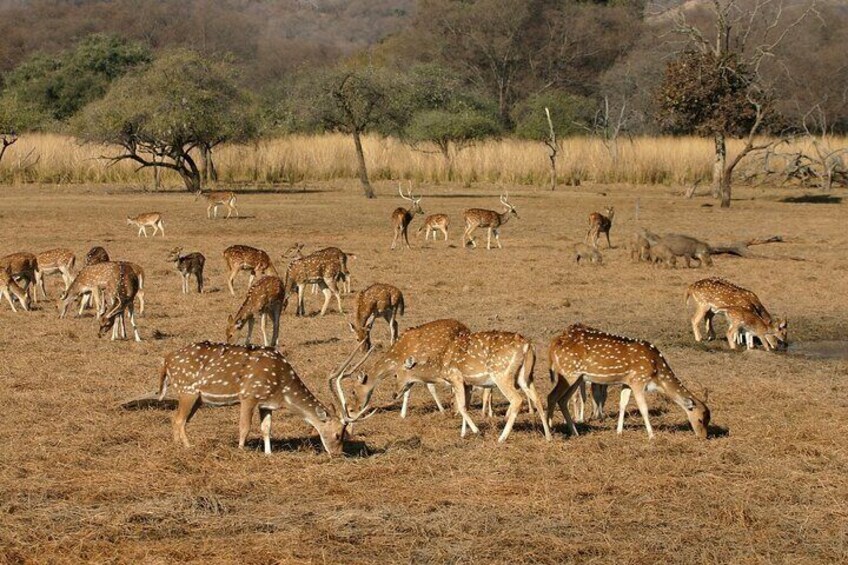 Spotted Deer in Panna National Park.