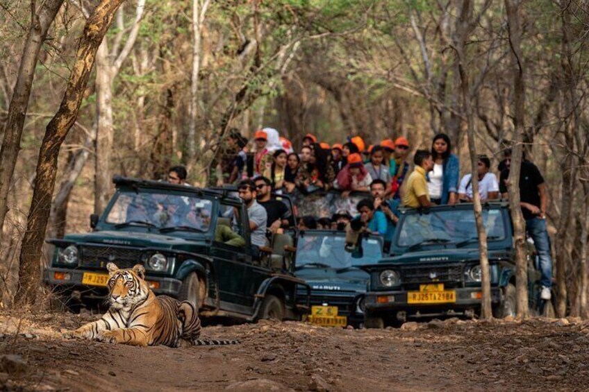 Showstopper wild male Tiger road block inside a Panna National Park.