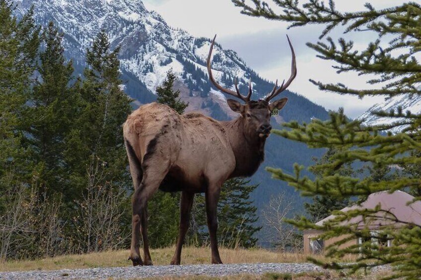 Banff Highlights & Wildlife | Award-Winning Small Group Adventure