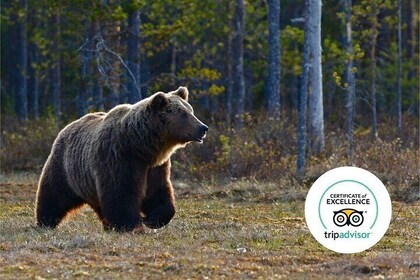 Aspectos destacados de Banff y vida silvestre | Aventura en grupos pequeños