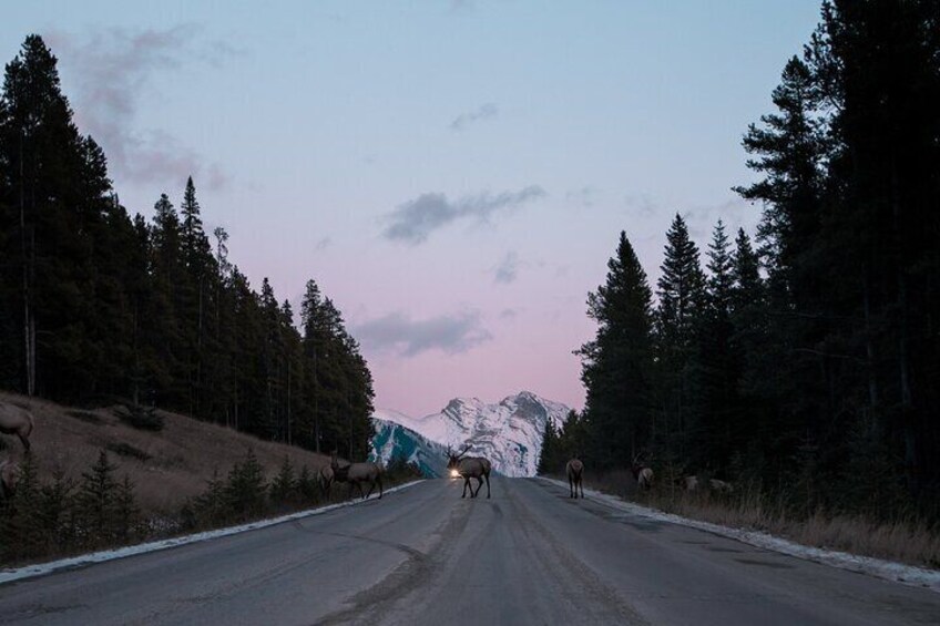 Small-Group Guided Banff Highlights & Wildlife Tour