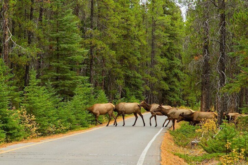 Banff Highlights & Wildlife | Award-Winning Small Group Adventure