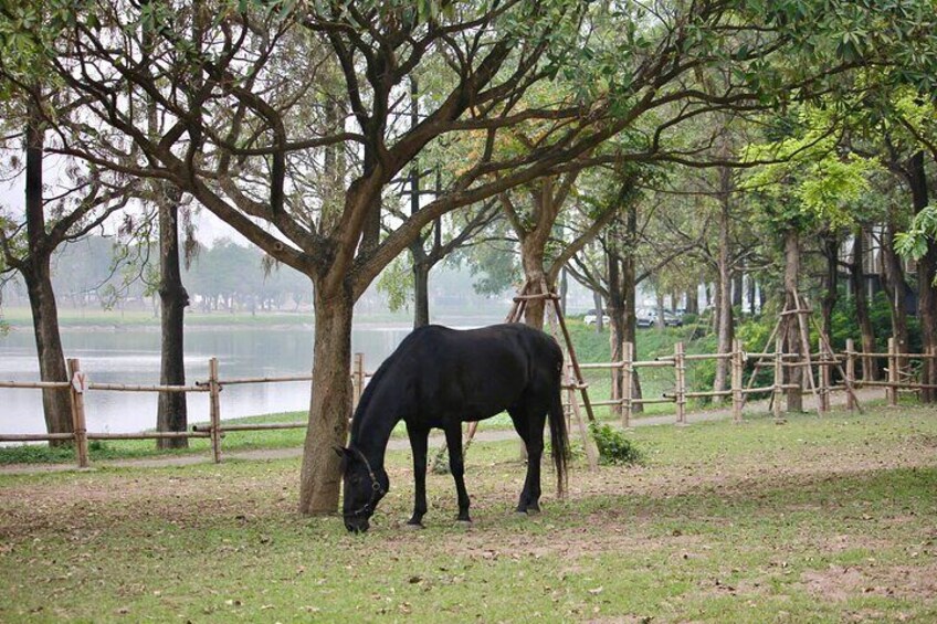 Hanoi Horseback Riding Tour - Exclusive Experience