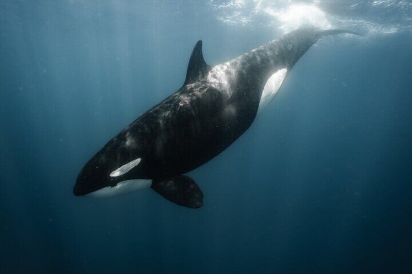 orcas! 