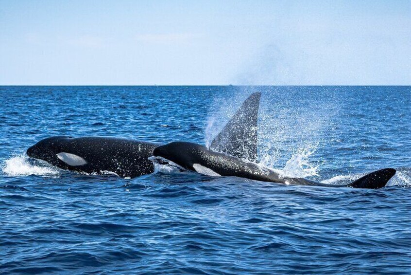 Mobulas and Cetaceans Day Trip