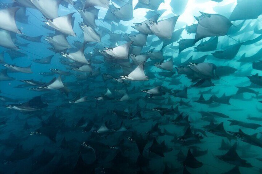 A fever of Mobula Rays gliding through the ocean