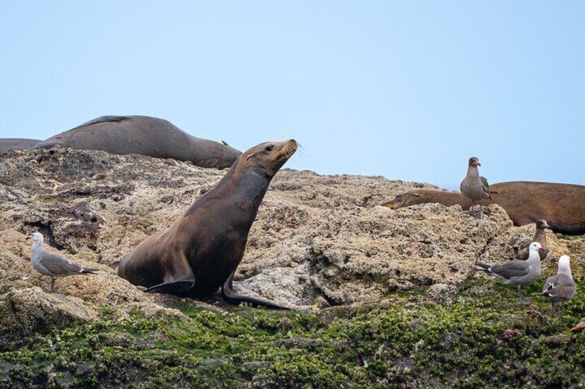 Visit to one of the best sea lion colonies