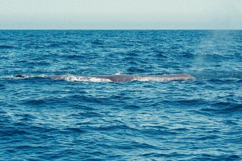 sperm whales