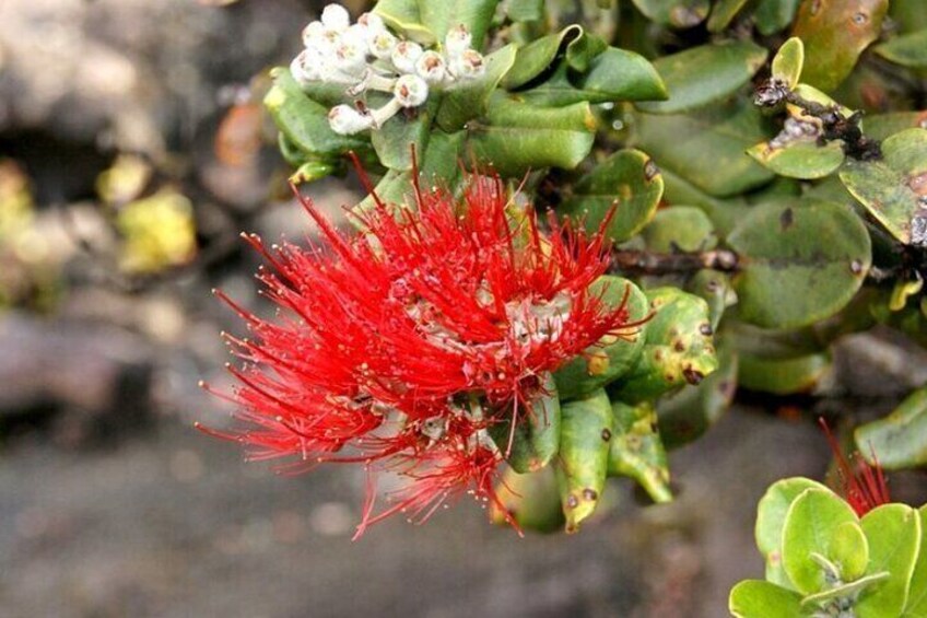 Hilo and Volcano National Park Tour for Cruise Passengers at port