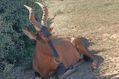 Coastal Tour and Addo Elephant National Park