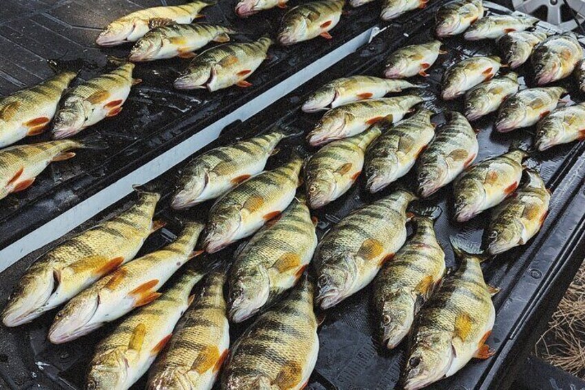 Guided Jumbo Perch Fishing Trip on Lake Cascade