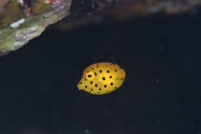 There is cute baby boxfish