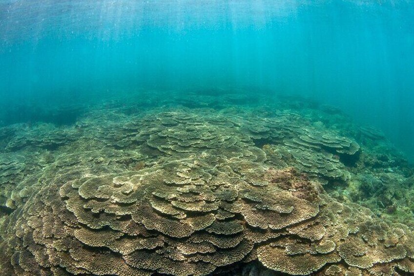 There are beautiful coral reef