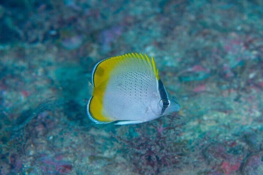 Butterfly fish