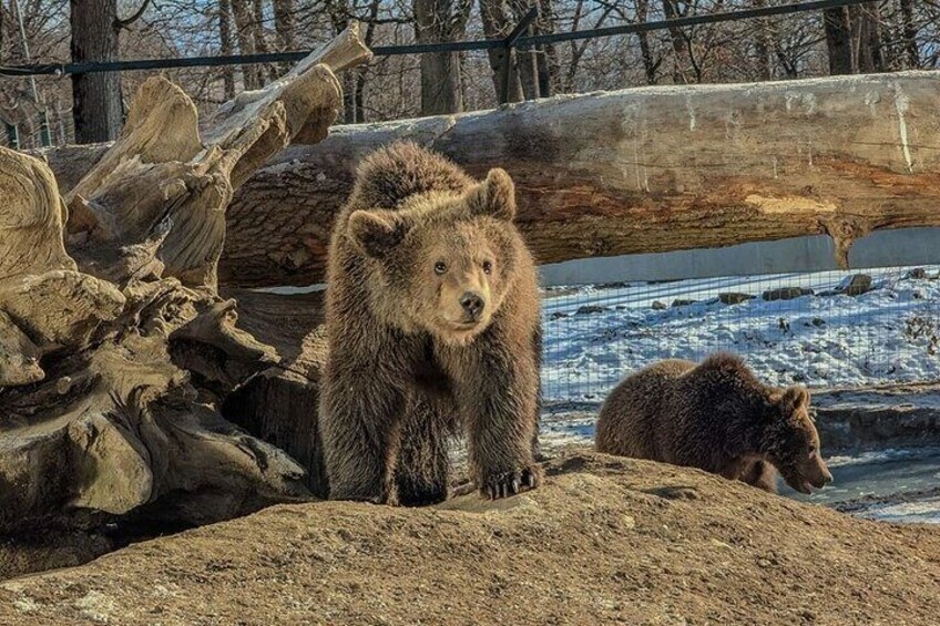 Bear Sanctuary day trip from Brasov Private tour