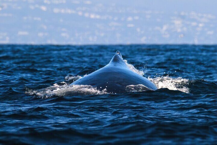 Open Boat Whale Watching
