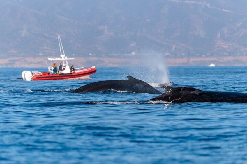 “The best whale watching experience! Our fast and safe boat lets us cover more ocean, giving you the best chance to see whales up close. Small groups, big adventures!”