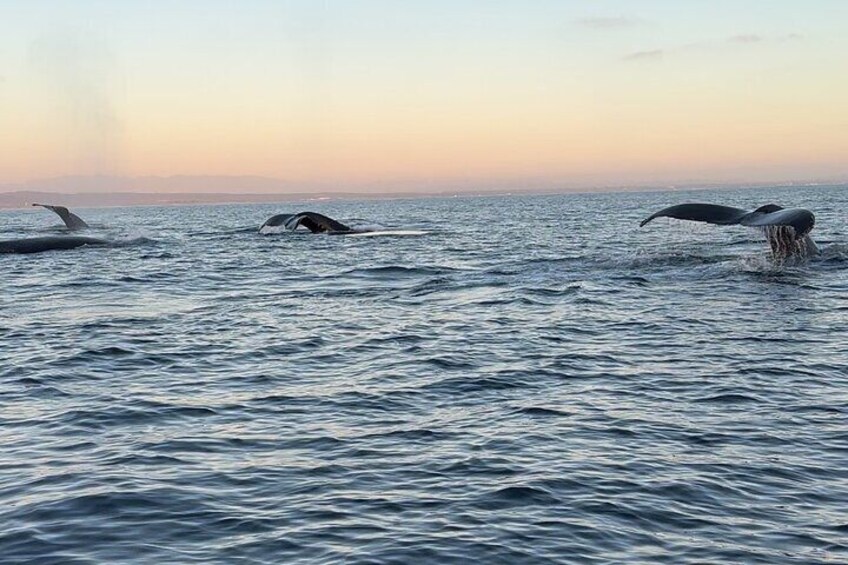 “The best whale watching experience! Our fast and safe boat lets us cover more ocean, giving you the best chance to see whales up close. Small groups, big adventures!”