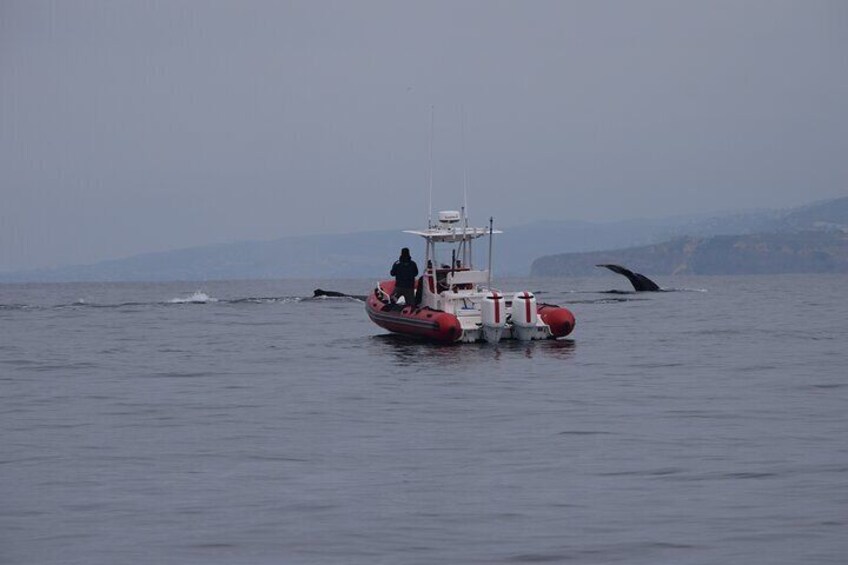 Open Boat Whale Watching
