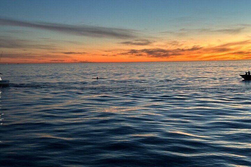 “The best whale watching experience! Our fast and safe boat lets us cover more ocean, giving you the best chance to see whales up close. Small groups, big adventures!”